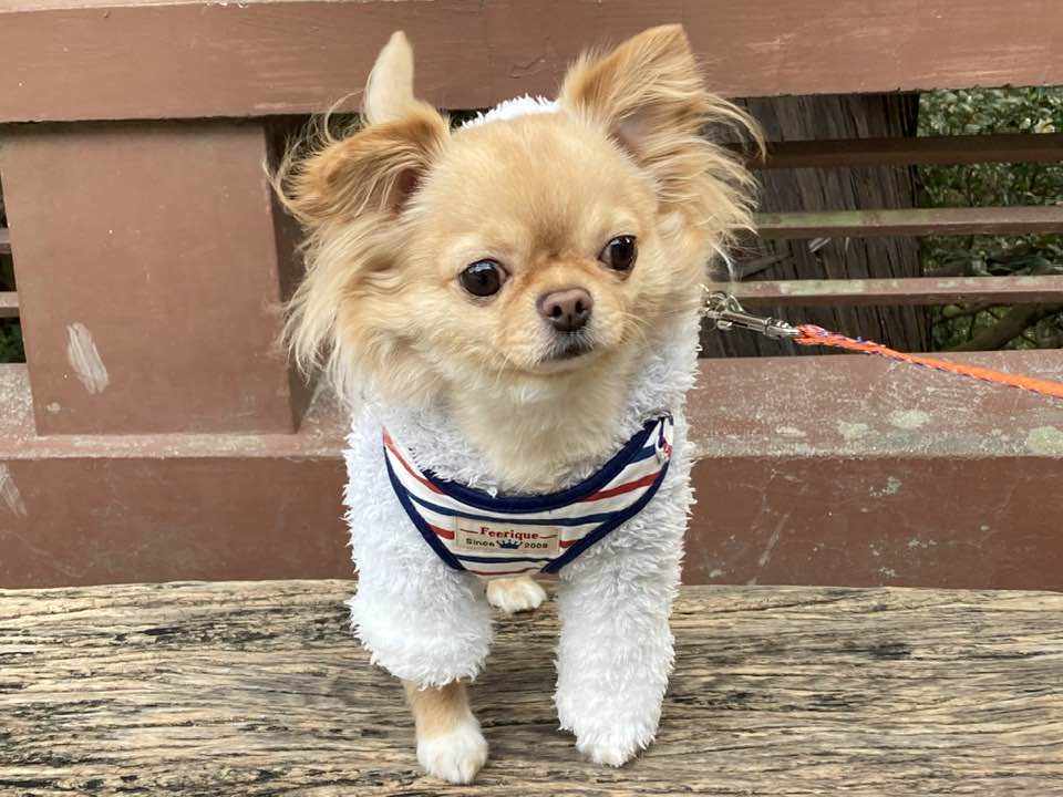 ショルダーバッグに入って参道の階段を登ってきた小型犬